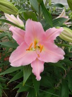 [5260 Ovada No02.JPG]